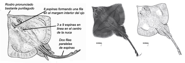 Leucoraja fullonica_02.jpg